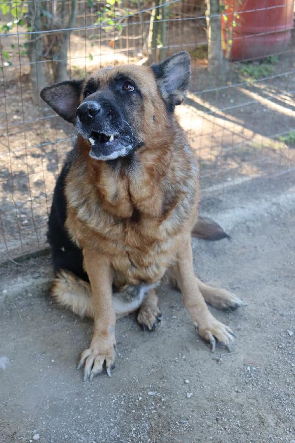 Graziella, lupacchiotta dagli occhi tristi Foto 2